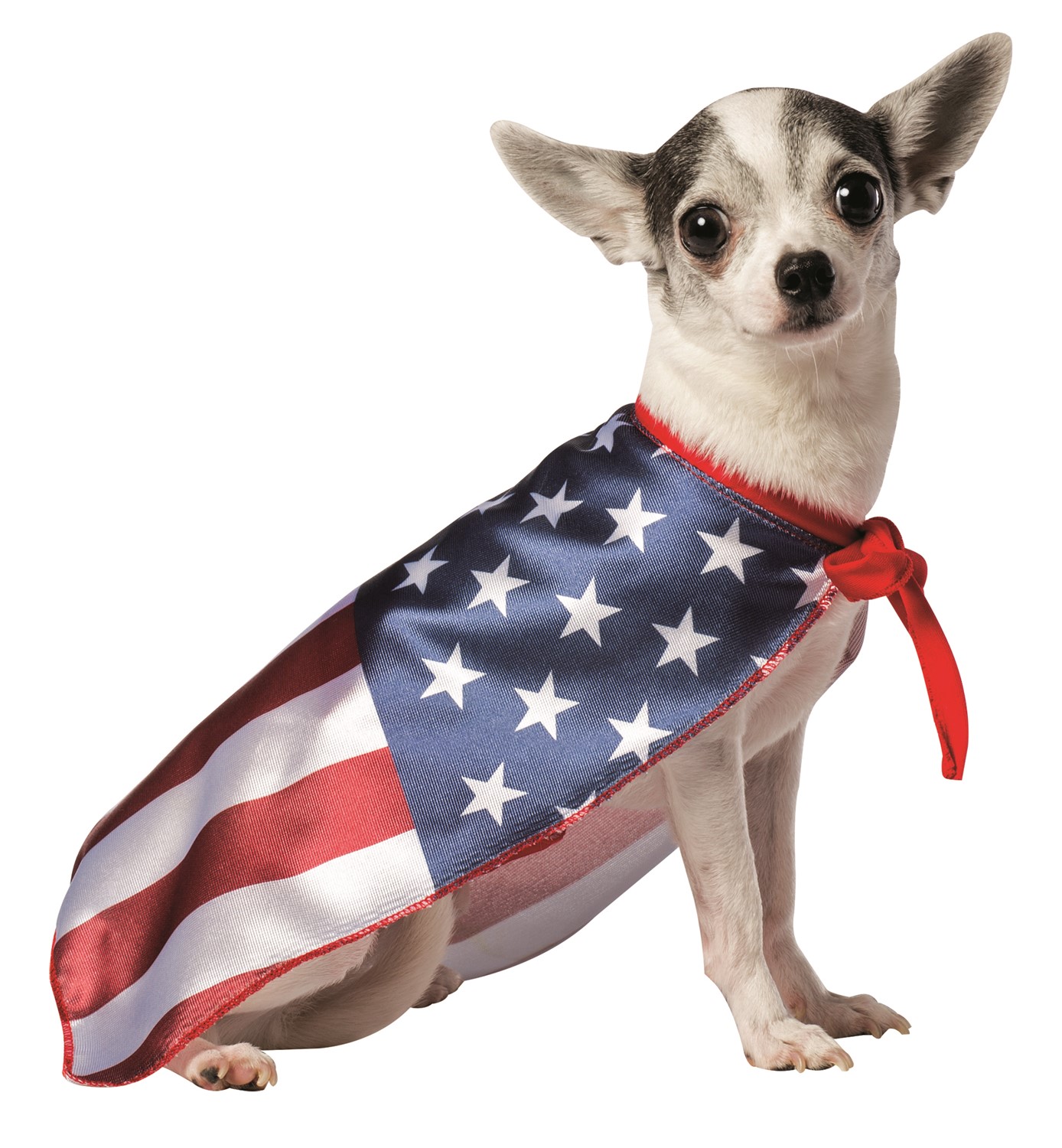 american flag puppy